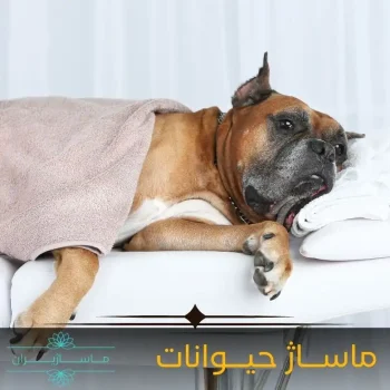ماساژ حیوانات